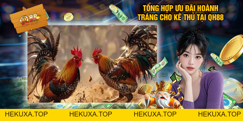 Đá Gà Cựa Dao Qh88 - Tổng Hợp Thông Tin Thú Vị Cần Biết - hekuxa.top
