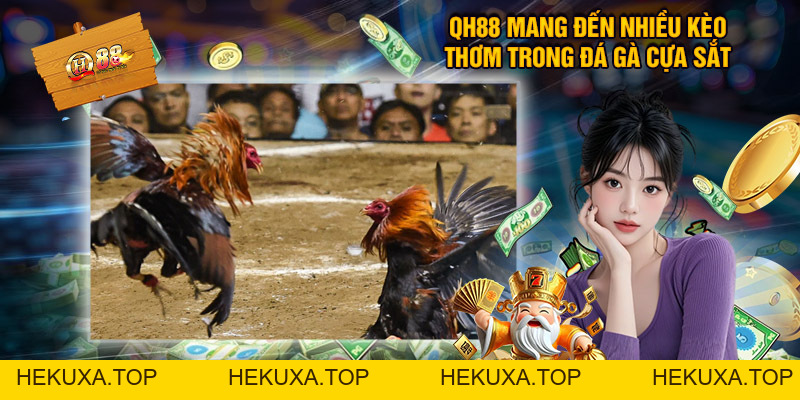 Đá Gà Cựa Sắt QH88 - Địa Chỉ Xem Chọi Kê Đẳng Cấp - hekuxa.top Đá Gà Cựa Sắt QH88 - Địa Chỉ Xem Chọi Kê Đẳng Cấp - hekuxa.top