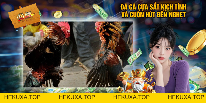 Đá Gà Cựa Sắt QH88 - Địa Chỉ Xem Chọi Kê Đẳng Cấp - hekuxa.top Đá Gà Cựa Sắt QH88 - Địa Chỉ Xem Chọi Kê Đẳng Cấp - hekuxa.top