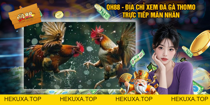 Đá Gà Thomo QH88 – Sân Chơi Kịch Tính Cho Người Mê Chọi Kê - hekuxa.top Đá Gà Thomo QH88 – Sân Chơi Kịch Tính Cho Người Mê Chọi Kê - hekuxa.top