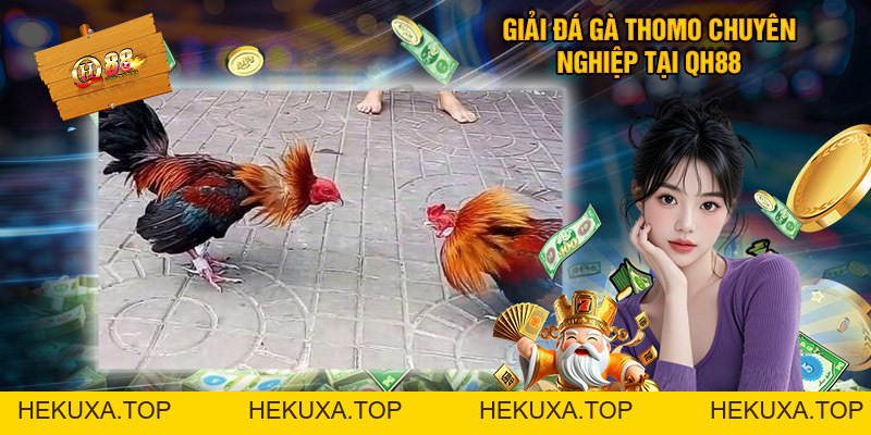 Đá Gà Thomo QH88 – Sân Chơi Kịch Tính Cho Người Mê Chọi Kê - hekuxa.top Đá Gà Thomo QH88 – Sân Chơi Kịch Tính Cho Người Mê Chọi Kê - hekuxa.top